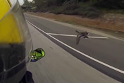 Vorsicht Ente auf der Autobahn