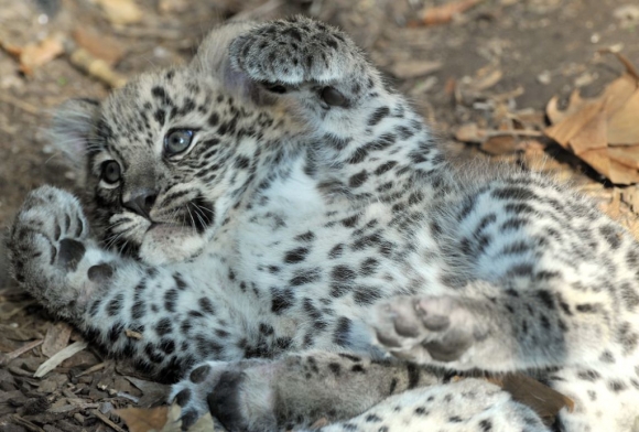 Leopard im Zoo von Rom nach Simoncelli mit Sic bennant